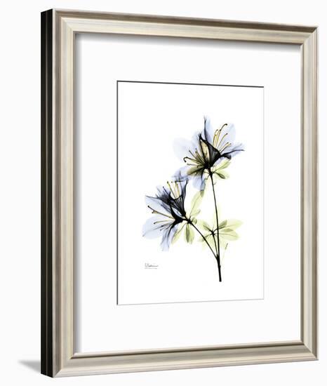 Soft Azalea Portrait-Albert Koetsier-Framed Premium Giclee Print