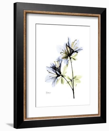 Soft Azalea Portrait-Albert Koetsier-Framed Premium Giclee Print