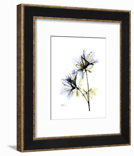 Soft Azalea Portrait-Albert Koetsier-Framed Premium Giclee Print