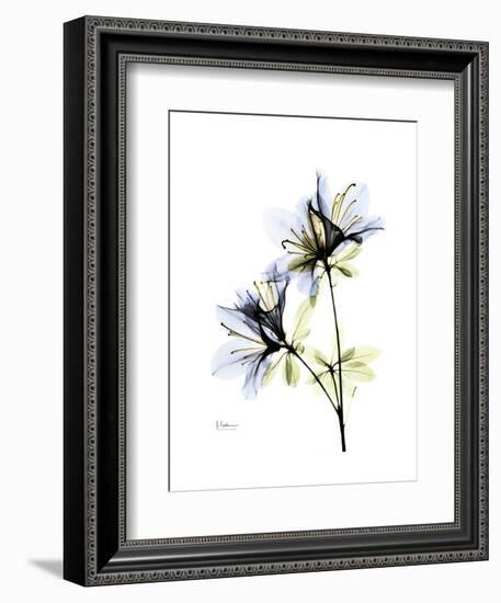 Soft Azalea Portrait-Albert Koetsier-Framed Premium Giclee Print