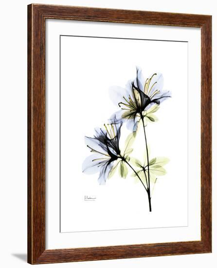 Soft Azalea Portrait-Albert Koetsier-Framed Premium Giclee Print