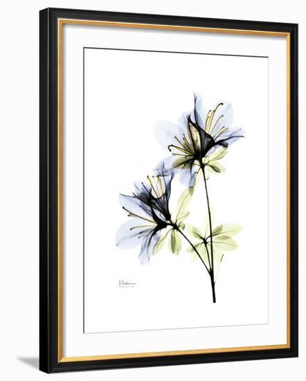 Soft Azalea Portrait-Albert Koetsier-Framed Premium Giclee Print