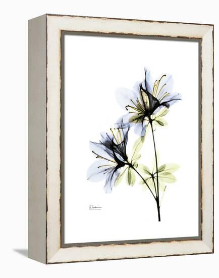 Soft Azalea Portrait-Albert Koetsier-Framed Stretched Canvas