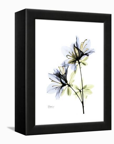 Soft Azalea Portrait-Albert Koetsier-Framed Stretched Canvas