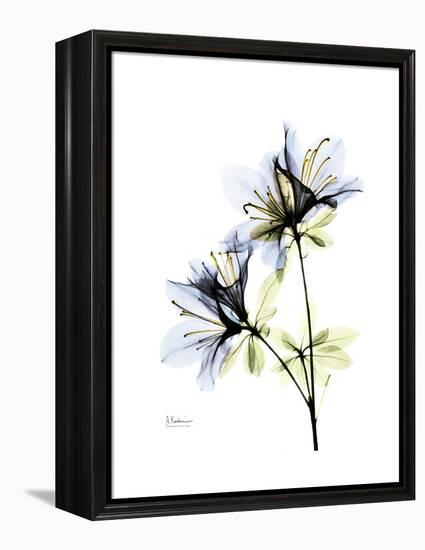 Soft Azalea Portrait-Albert Koetsier-Framed Stretched Canvas