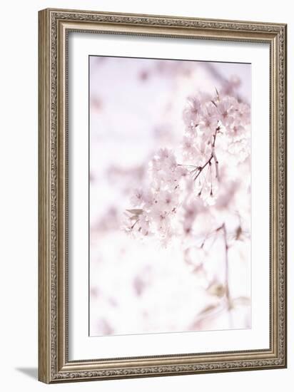 Soft Blooms II-Karyn Millet-Framed Photographic Print