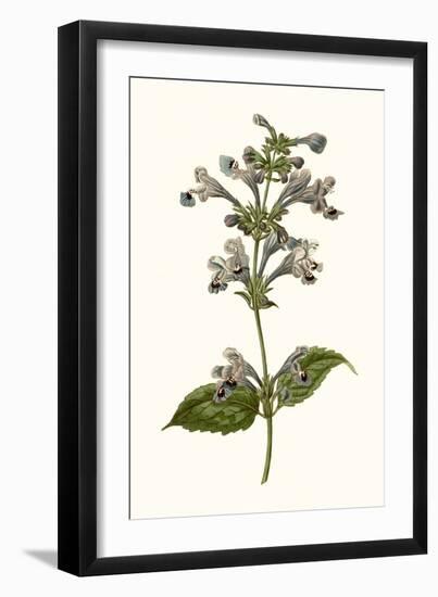 Soft Blue Botanicals III-Curtis-Framed Art Print