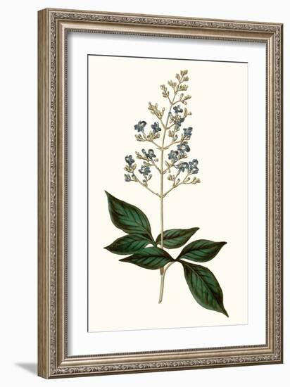 Soft Blue Botanicals IV-Curtis-Framed Art Print