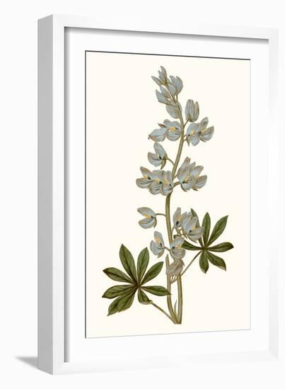 Soft Blue Botanicals VIII-Curtis-Framed Art Print