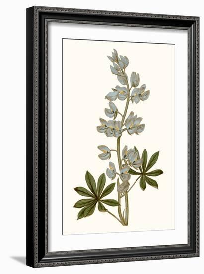 Soft Blue Botanicals VIII-Curtis-Framed Art Print