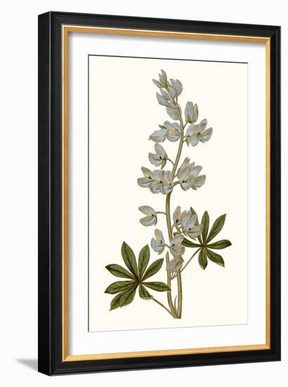 Soft Blue Botanicals VIII-Curtis-Framed Art Print