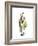 Soft Calla Lily Portrait-Albert Koetsier-Framed Premium Giclee Print