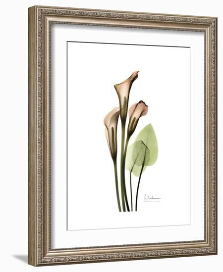 Soft Calla Lily Portrait-Albert Koetsier-Framed Premium Giclee Print