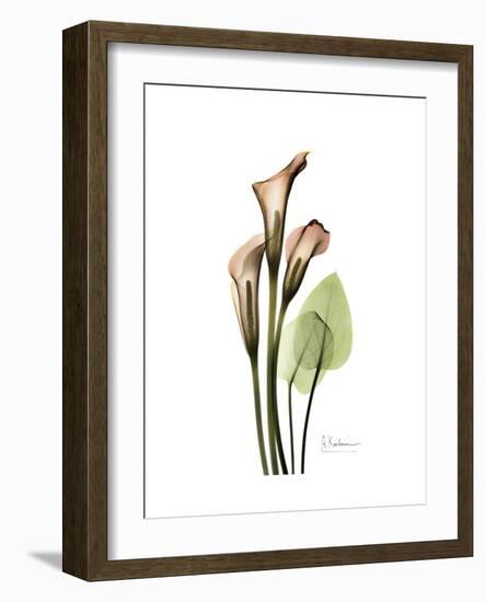 Soft Calla Lily Portrait-Albert Koetsier-Framed Premium Giclee Print