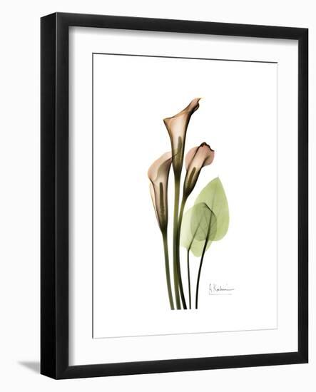 Soft Calla Lily Portrait-Albert Koetsier-Framed Premium Giclee Print