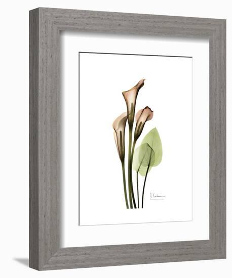 Soft Calla Lily Portrait-Albert Koetsier-Framed Art Print