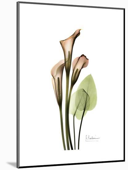 Soft Calla Lily Portrait-Albert Koetsier-Mounted Art Print
