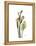 Soft Calla Lily Portrait-Albert Koetsier-Framed Stretched Canvas