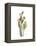 Soft Calla Lily Portrait-Albert Koetsier-Framed Stretched Canvas