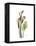 Soft Calla Lily Portrait-Albert Koetsier-Framed Stretched Canvas