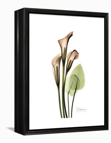 Soft Calla Lily Portrait-Albert Koetsier-Framed Stretched Canvas