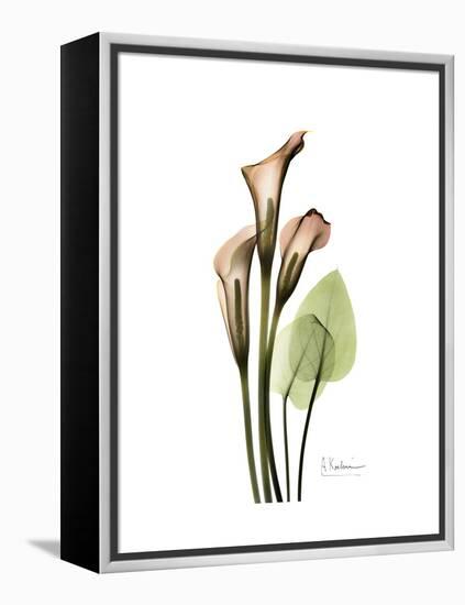 Soft Calla Lily Portrait-Albert Koetsier-Framed Stretched Canvas