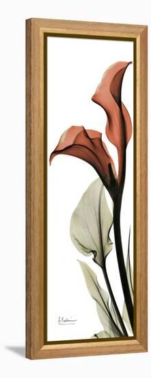 Soft CallaLily-Albert Koetsier-Framed Stretched Canvas