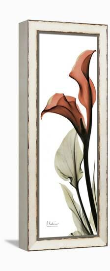 Soft CallaLily-Albert Koetsier-Framed Stretched Canvas