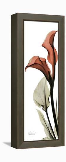 Soft CallaLily-Albert Koetsier-Framed Stretched Canvas