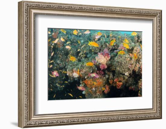 Soft Coral and Reef Fish, Aliwal Shoal, KwaZulu-Natal, South Africa-Pete Oxford-Framed Photographic Print