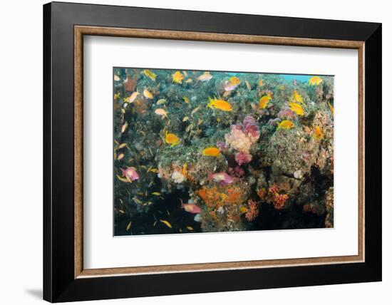 Soft Coral and Reef Fish, Aliwal Shoal, KwaZulu-Natal, South Africa-Pete Oxford-Framed Photographic Print