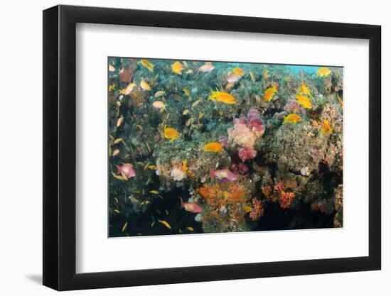Soft Coral and Reef Fish, Aliwal Shoal, KwaZulu-Natal, South Africa-Pete Oxford-Framed Photographic Print