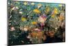 Soft Coral and Reef Fish, Aliwal Shoal, KwaZulu-Natal, South Africa-Pete Oxford-Mounted Photographic Print