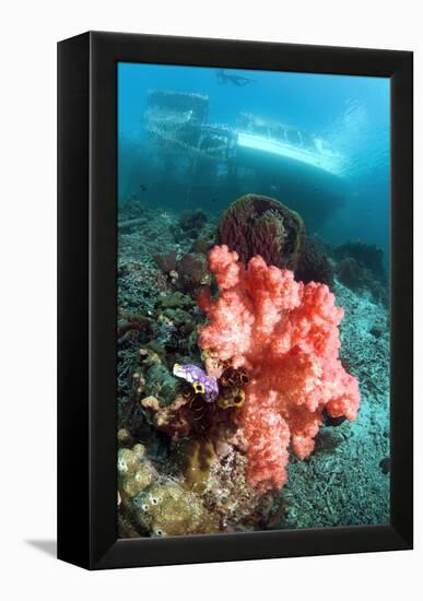 Soft Coral And Sea Squirts-Georgette Douwma-Framed Premier Image Canvas