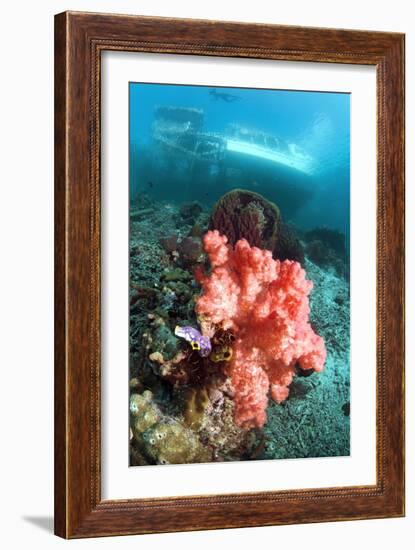 Soft Coral And Sea Squirts-Georgette Douwma-Framed Photographic Print