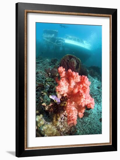 Soft Coral And Sea Squirts-Georgette Douwma-Framed Photographic Print