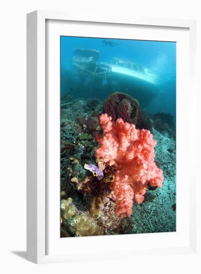 Soft Coral And Sea Squirts-Georgette Douwma-Framed Photographic Print