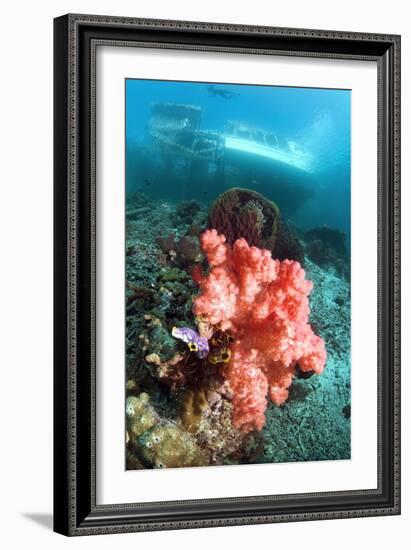 Soft Coral And Sea Squirts-Georgette Douwma-Framed Photographic Print