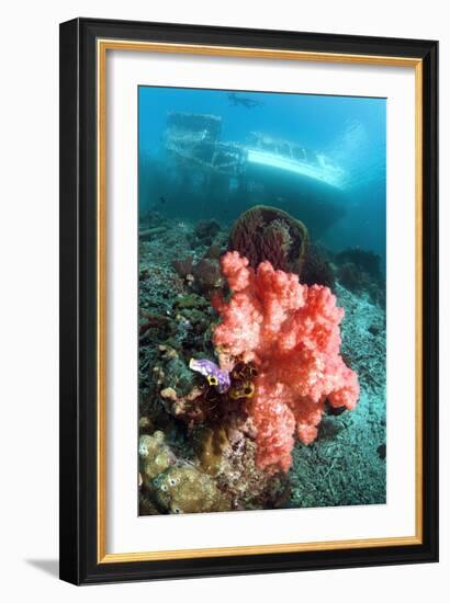 Soft Coral And Sea Squirts-Georgette Douwma-Framed Photographic Print