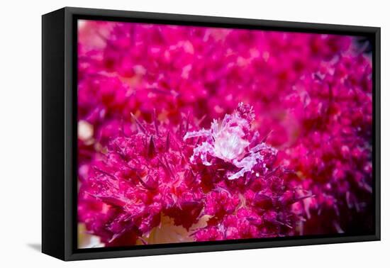 Soft coral crab on Soft coral, Indonesia-Georgette Douwma-Framed Premier Image Canvas