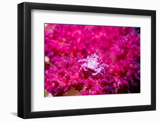 Soft coral crab on Soft coral, Indonesia-Georgette Douwma-Framed Photographic Print