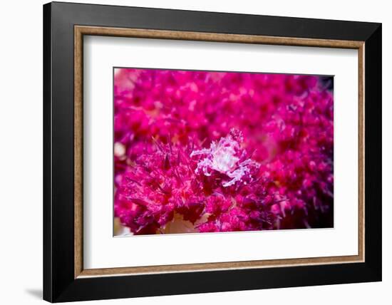 Soft coral crab on Soft coral, Indonesia-Georgette Douwma-Framed Photographic Print