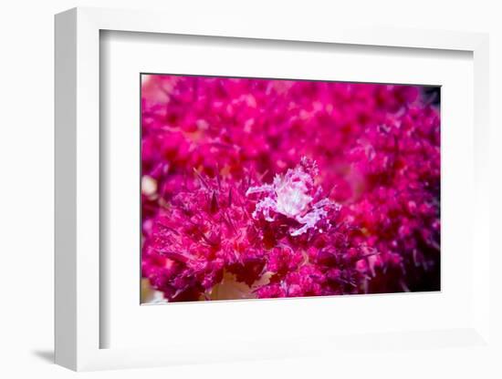 Soft coral crab on Soft coral, Indonesia-Georgette Douwma-Framed Photographic Print