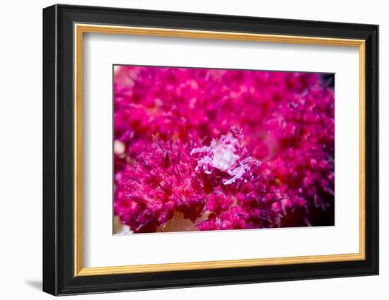 Soft coral crab on Soft coral, Indonesia-Georgette Douwma-Framed Photographic Print