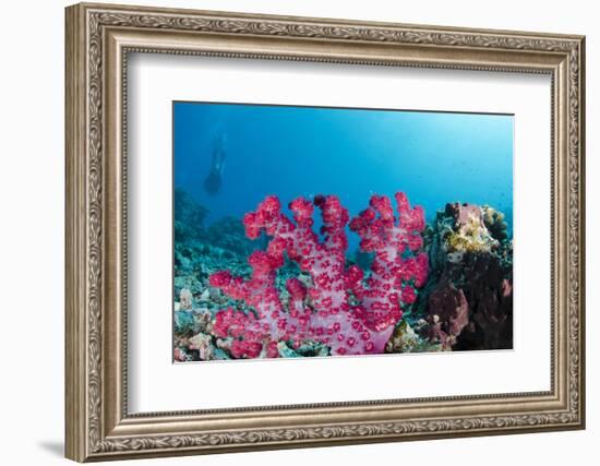 Soft Coral (Dendronephthya), Rainbow Reef, Fiji-Pete Oxford-Framed Photographic Print