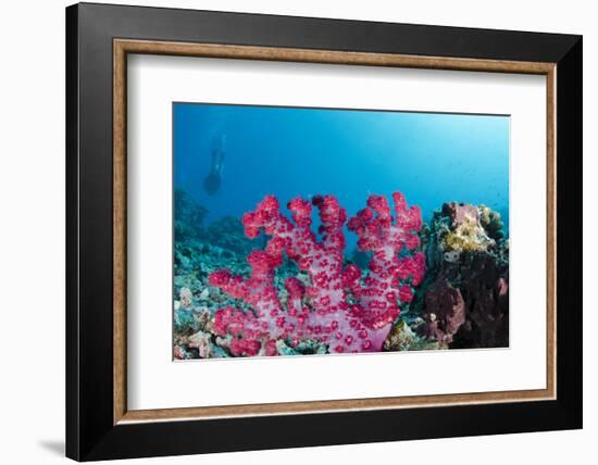 Soft Coral (Dendronephthya), Rainbow Reef, Fiji-Pete Oxford-Framed Photographic Print