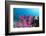 Soft Coral (Dendronephthya), Rainbow Reef, Fiji-Pete Oxford-Framed Photographic Print