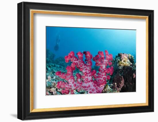 Soft Coral (Dendronephthya), Rainbow Reef, Fiji-Pete Oxford-Framed Photographic Print