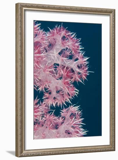 Soft Coral (Dendronephthya), Rainbow Reef, Fiji-Pete Oxford-Framed Photographic Print