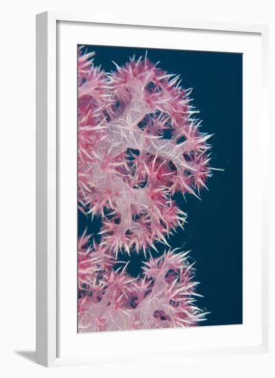 Soft Coral (Dendronephthya), Rainbow Reef, Fiji-Pete Oxford-Framed Photographic Print